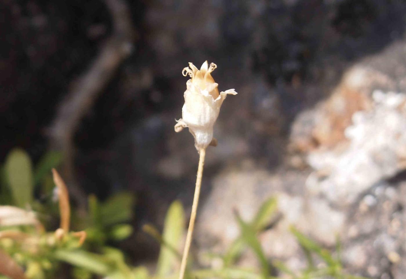 Campion, Tufted fruit